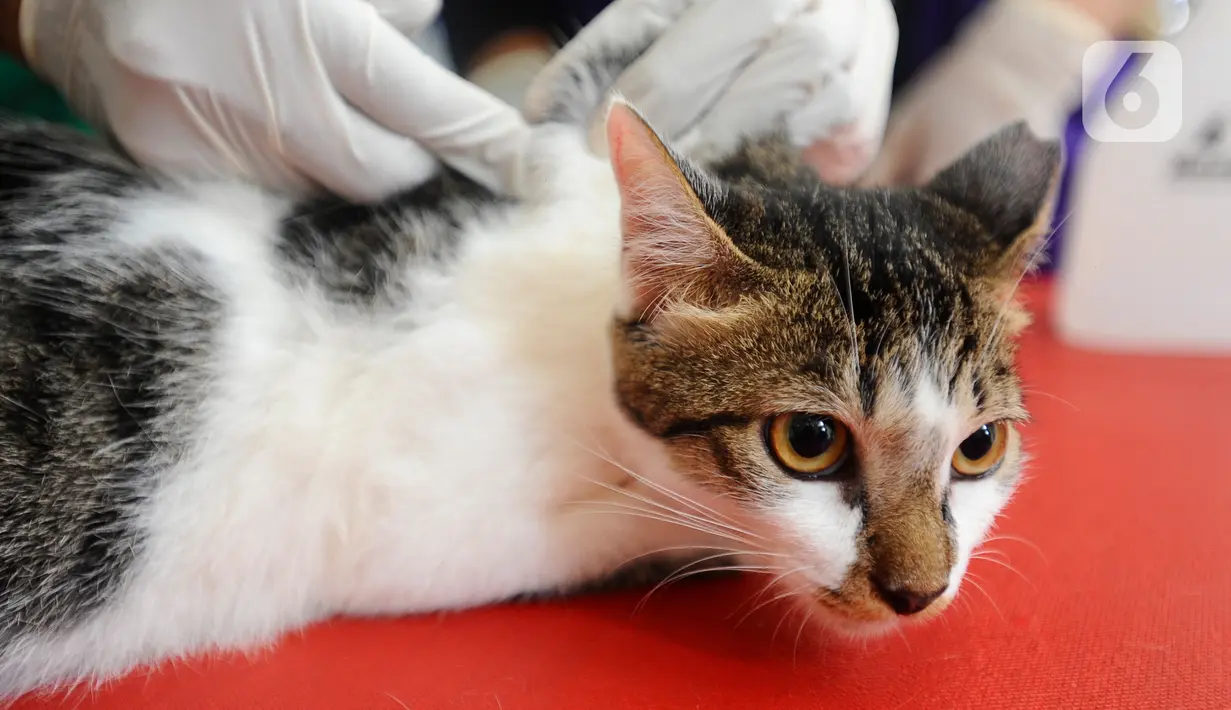 Melalui kegiatan vaksinasi rabies massal ini masyarakat dapat terlindungi dari hewan peliharaan diri infeksi yang mematikan ini. (merdeka.com/ Arie Basuki)