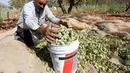 Petani Palestina Abdullah Hanni mengumpulkan badam hijau di Desa Beit Furik, Nablus timur, Tepi Barat (9/7/2020). Buah badam merupakan buah yang dihasilkan oleh pohon Prunus dulcis. (Xinhua/Nidal Eshtayeh)