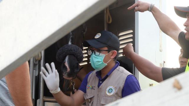 Petugas Balai Karantina menangani kuda yang akan digunakan di Asian Games (Liputan6.com/Pramita)