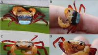 Kepiting tiga warna. (Liputan6.com/ BRIN)