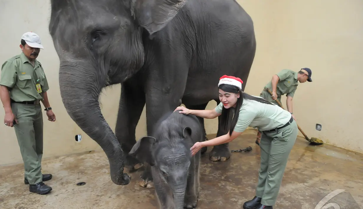 Petugas melatih "Jokowi", seekor anak gajah yang baru lahir di lokasi penangkaran objek wisata Taman Safari Indonesia, Bogor, Kamis, (25/12/2014). (Liputan6.com/Herman Zakharia)