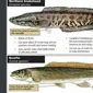 Perbandingan northern snakehead atau ikan gabus utara&nbsp;dengan bowfin. (Dok.&nbsp;Arkansas Game and Fish Commission)