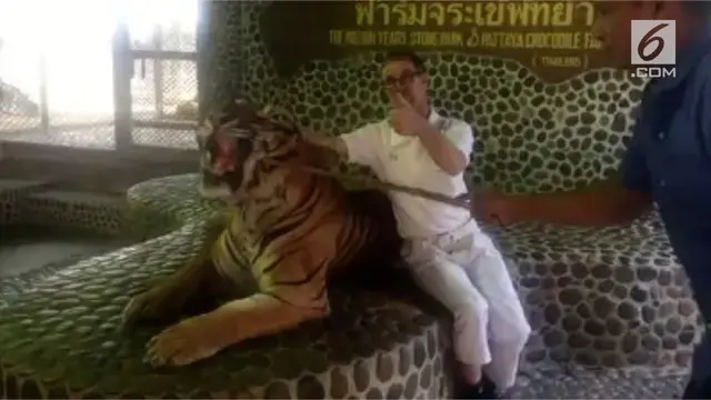 Beredar video seekor harimau dipaksa mengaum untuk menghasilkan foto yang bagus bagi pengunjung kebun binatang di Pattaya, Thailand.