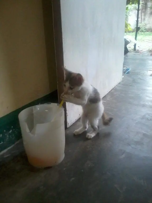 6 Potret Kucing Jadi Tukang Bangunan Ini Bikin Ketawa Geli