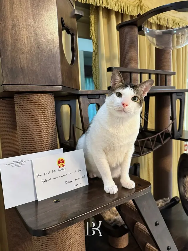Rumah Bobby Kertanegara Kucing Prabowo
