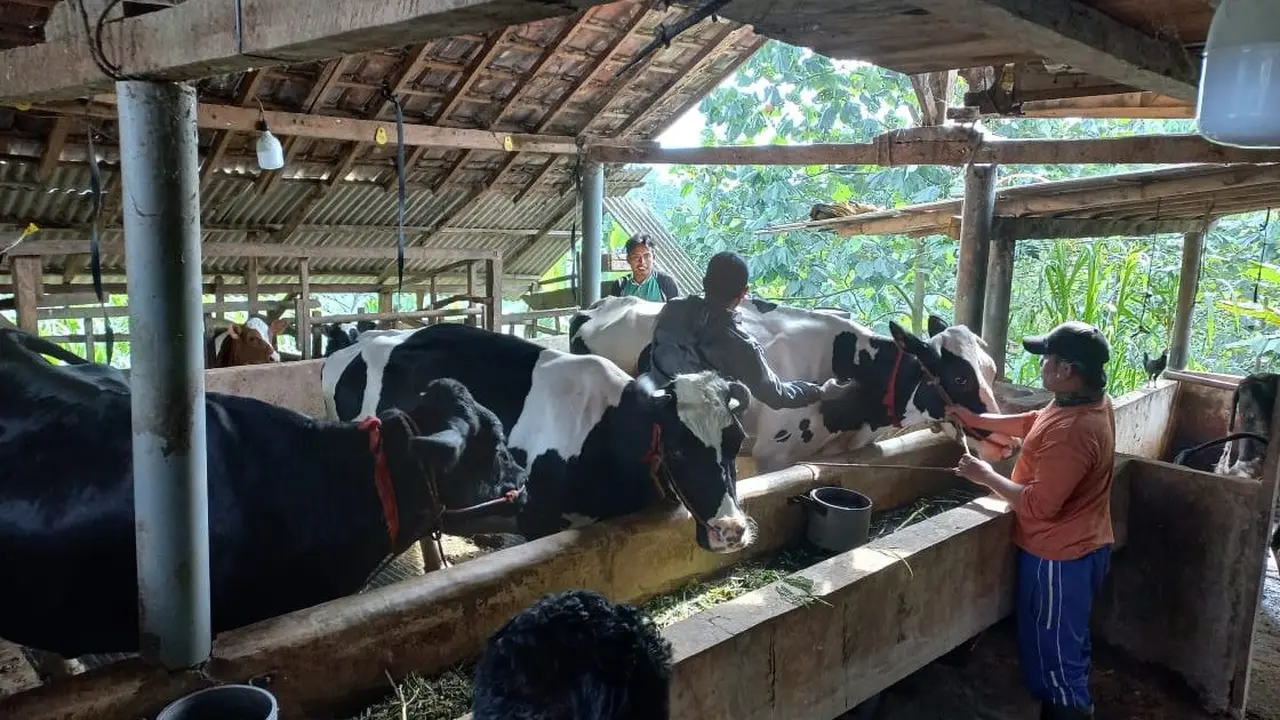 Pelaksanaan vaksinasi PMK terhadap sapi perah di Probolinggo (Istimewa)