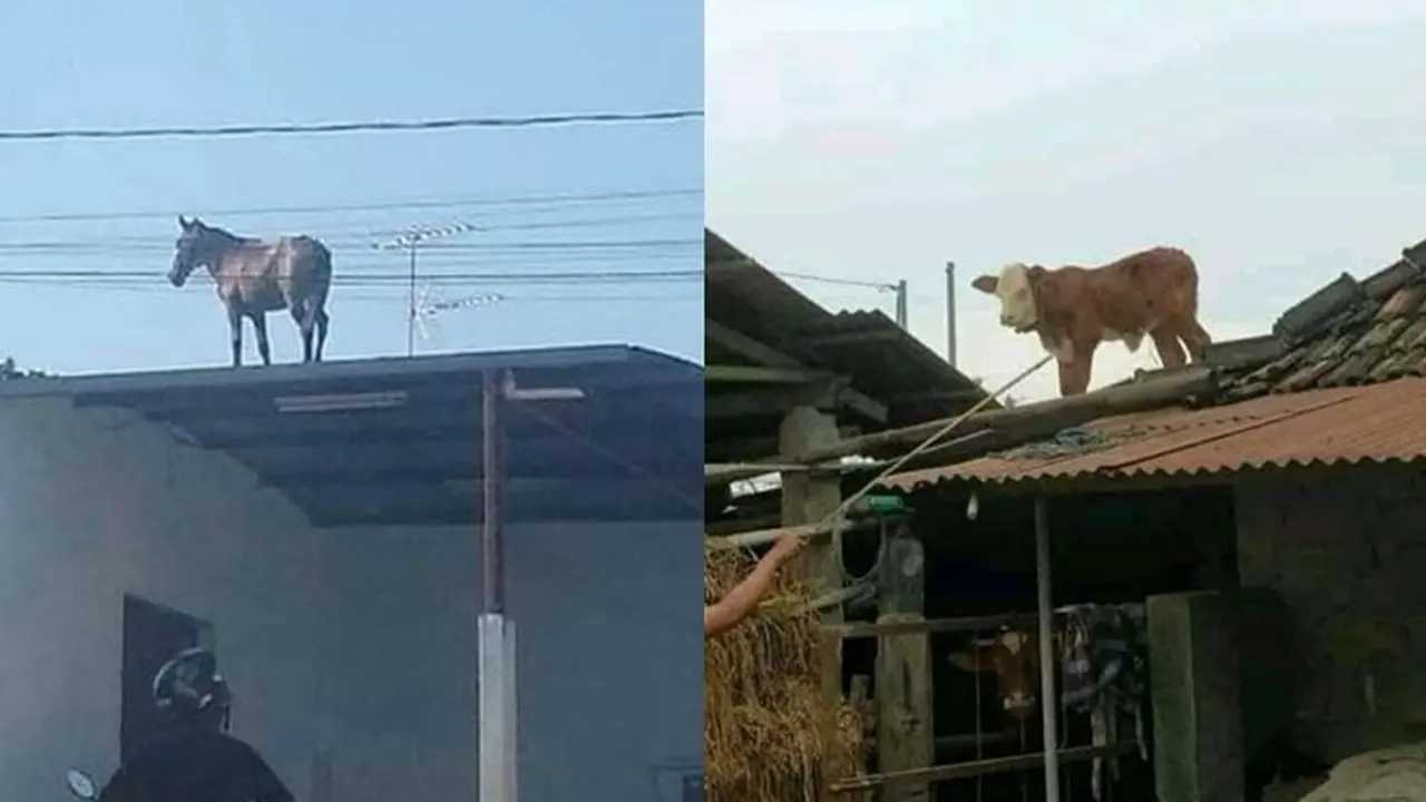 6 Penampakan Hewan di Atas Genteng Ini Bikin Heran, Netizen: Kok Bisa?