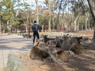 Foto yang diabadikan pada 9 Desember 2020 ini menunjukkan rusa di Nara, Jepang. Rusa Nara, yang hidup berdekatan dengan manusia, menjadi salah satu simbol Kota Nara. Rusa Nara dilindungi sebagai monumen alam Jepang. (Xinhua/Du Xiaoyi)