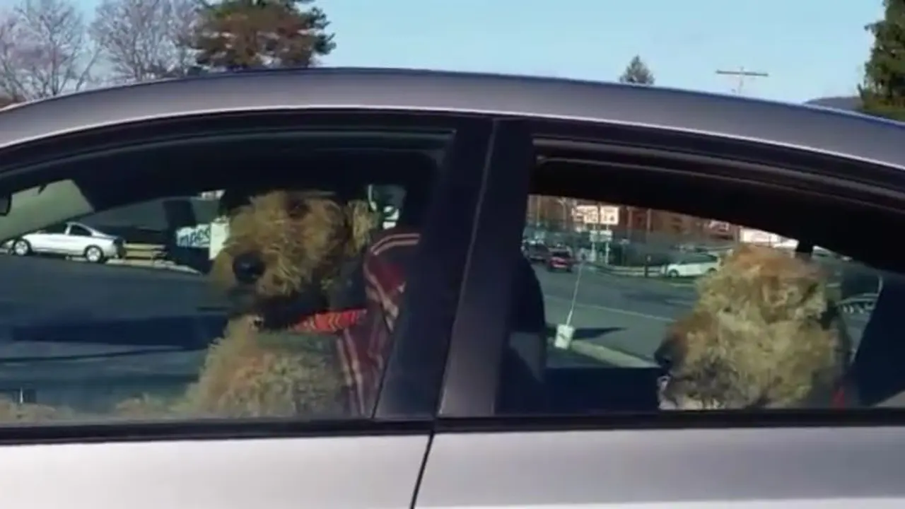Aksi Anjing Duduk di Balik Kemudi Bikin Jengkel