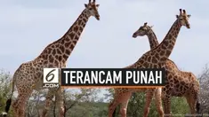 Sejumlah negara dunia sepakat untuk mengajukan proposal perlindungan jerapah. Langkah ini diambil dengan tujuan menyelamatkan populasi global dan menindak perdagangan jerapah internasional.