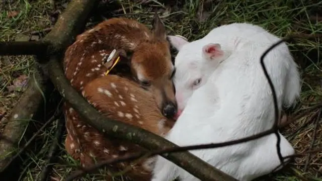 10 Potret Hewan Albino Langka Ini Makin Menarik Perhatian