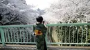 Seorang wanita berpakaian kimono memotret keindahan bunga Sakura yang bermekaran di Tokyo, Jepang, Senin (30/3/2015). (REUTERS/Toru Hanai)