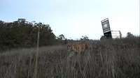 BBKSDA Sumut melepasliarkan seekor harimau sumatera di Keudah, Zona Inti Taman Nasional Gunung Leuser (TNGL) (Dokumentasi: BBKSDA Sumut)