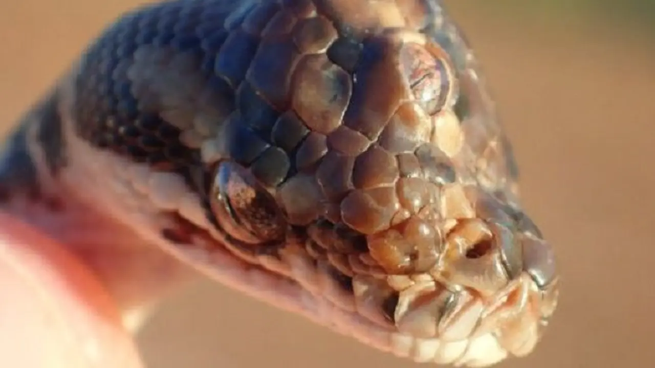 Ular tersebut merupakan jenis Monty Python. Dinas Taman dan Margasatwa Northern Territory membagikan foto ular yang sangat jarang ditemui itu (NT PARKS AND WILDLIFE)