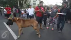 Seekor anjing jenis Great Dane terlihat disela kegiatan Car Free Day di Jakarta, Minggu (18/12). Anjing tersebut menarik perhatian warga di kawasan tersebut karena ukurannya yang lebih besar dibanding anjing pada umumnya. (Liputan6.com/Immanuel Antonius)