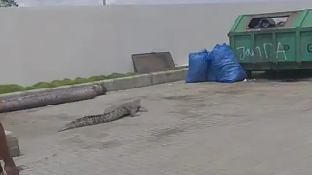 Viral Buaya Berkeliaran di Parkiran Mal, Bikin Geger Pengunjung