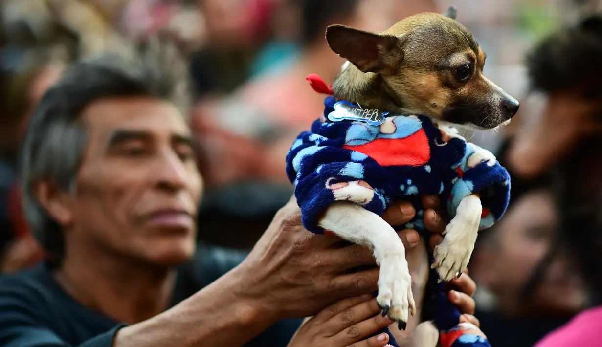 Seekor anjing mengenakan busana mengikuti pemberkatan di Gereja San Pablo Ermitano, Mexico City, Meksiko (22/1). Santo Anthony dikenal sebagai santo pelindung hewan peliharaan. (AFP Photo/Ronaldo Schemidt)