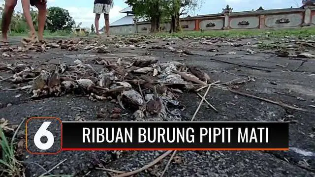 Ribuan burung pipit ditemukan mati usai hujan deras mengguyur area kuburan di Gianyar, Bali. BKSDA menduga penyebab kematian ribuan burung pipit ini disebabkan faktor alam, dan penggunaan pestisida pada tanaman padi.