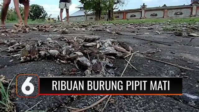 VIDEO: Ribuan Burung Pipit Mati Mendadak di Bali, Ini Kata BKSDA