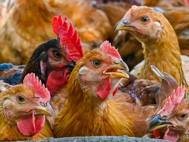 Ayam terlihat di peternakan unggas di Temerloh, Pahang, Malaysia, Selasa (31/5/2022). Perdana Menteri Malaysia Ismail Sabri Yaakob mengatakan pada 23 Mei, Malaysia akan menghentikan ekspor 3,6 juta ayam sebulan mulai 1 Juni dan seterusnya di tengah melonjaknya harga dan kekhawatiran pasokan. (Mohd RASFAN/AFP)