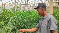 Tatang Karsono salah seorang anggota Poktan Klaster Cabai Merah Majalengka sedang memantau progres hasil tanaman untuk dipanen saat momen Nataru. Foto (Liputan6.com / Panji Prayitno)