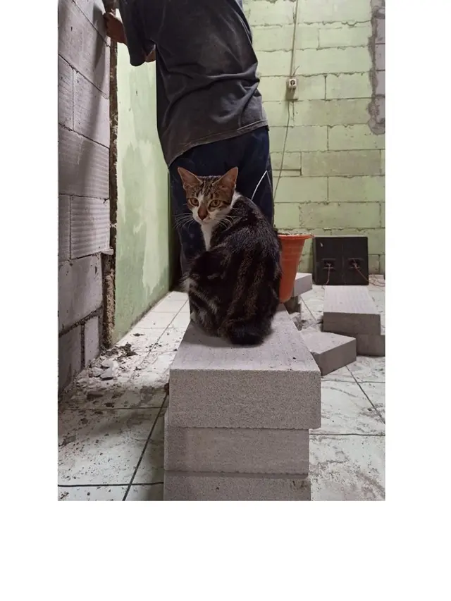 8 Potret Kucing Jadi Mandor Proyek Ini Bikin Geleng Kepala