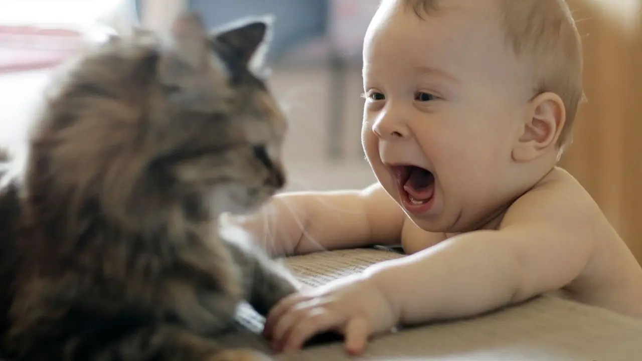 Kucing lucu