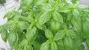 Komedo yang mengganggu bisa diobati dengan daun basil. Caranya, hanya perlu membasahi sisi atas daun lalu letakkan di sisi hidung selama 6 menit. Ketika daun mengering, lepas dan bilas wajah. (Istimewa)