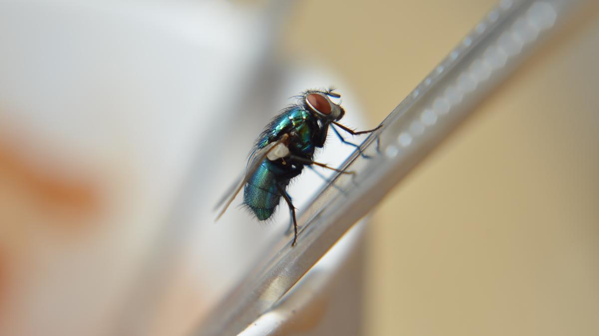 Ketahui Penyebab Banyak Lalat Di Rumah Begini Cara Mengusirnya Info