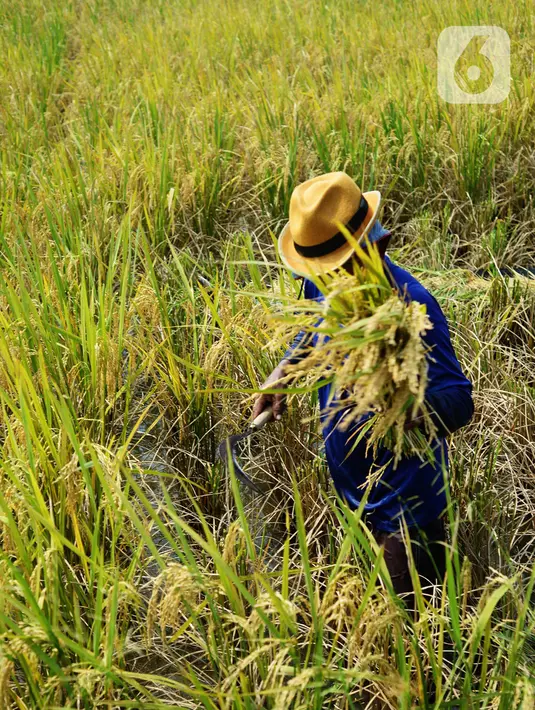 Seorang petani memanen padi di kawasan persawahan Marunda, Jakarta Utara, Selasa (4/1/2022). Petani mengatakan hasil panen tahun ini tidak maksimal karena intensitas hujan tinggi mengakibatkan padi mengandung air, menjadi putih, serta ditambah adanya hama tikus. (merdeka.com/Imam Buhori)