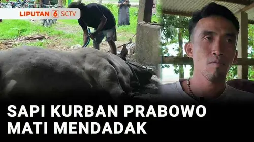  Sapi Kurban Milik Presiden Prabowo Mati Mendadak Usai Dimandikan