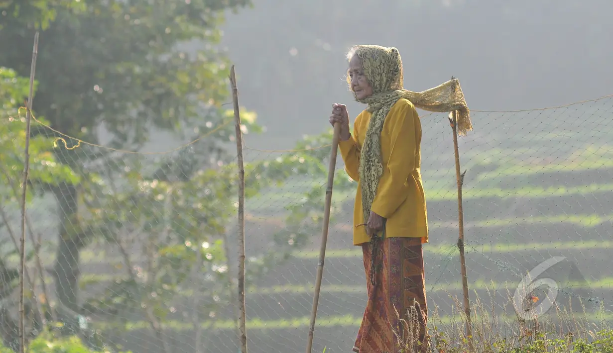 Nenek Anami, wanita yang diperkirakan berusia 140 tahun, terlihat masih bugar saat berjalan di sekitar rumahnya di Kampung Burung Sarang,Desa Cisarua, Kecamatan Tegalwaru, Kabupaten Purwakarta, Jawa Barat, Minggu (17/5). (Liputan6.com/Herman Zakharia)