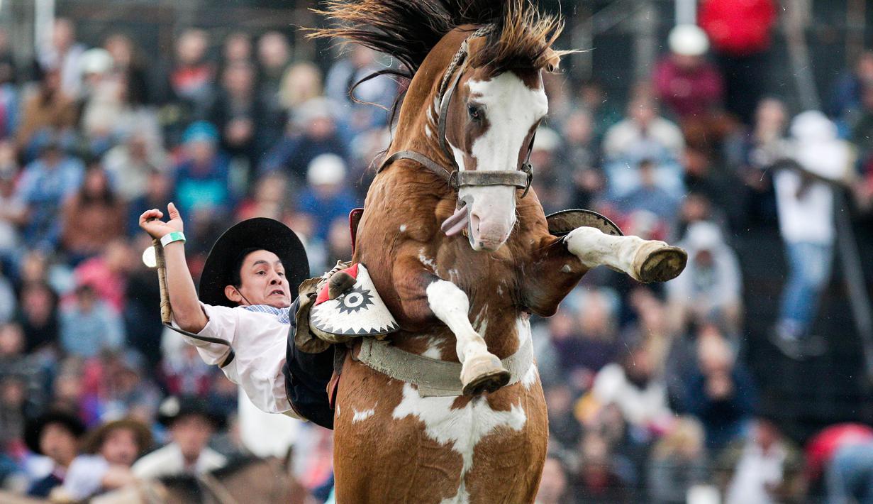 Seorang Gaucho berusaha menaklukan kuda liar dalam Criolla del Prado di Montevideo, Uruguay, Rabu (12/4). Di kota Montevideo acara minggu rodeo diadakan sejak 1925. (AP/Matilde Campodonico)