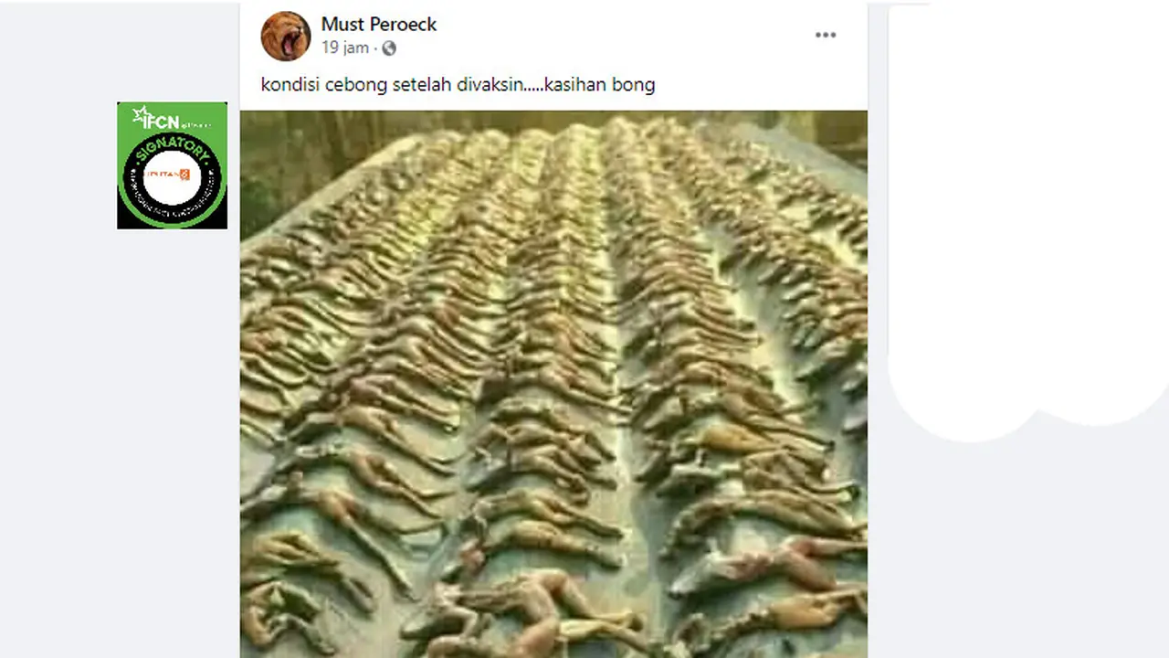 Cek Fakta Liputan6.com menelusuri klaim foto kondisi katak setelah divaksin