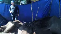 Ridwan Kamil datangi Kebun Binatang Taman Sari Bandung. (Liputan6.com/Okan Firdaus)