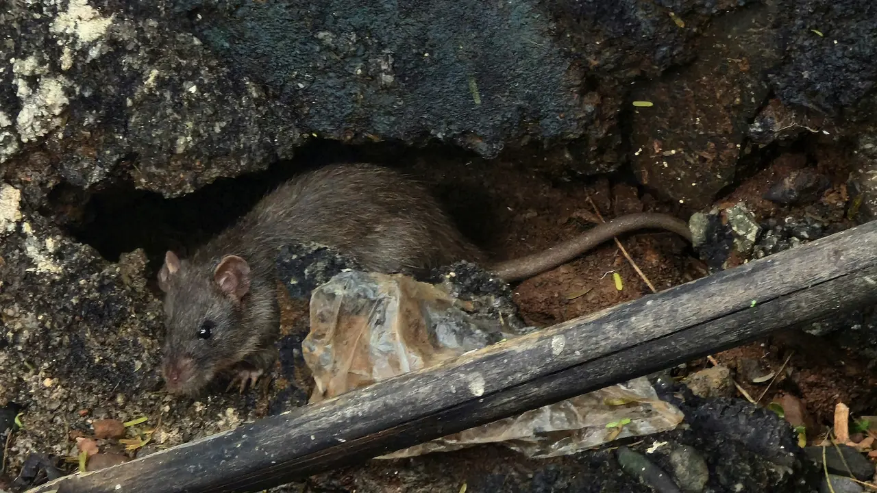 Tikus Got
