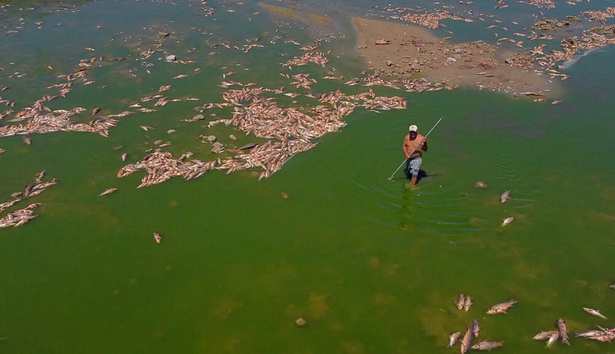 Seorang pria mencari ikan yang masih hidup untuk dimakan saat ribuan ikan mati menumpuk di tepi Sungai Salado, Provinsi Buenos Aires, Argentina, 22 Januari 2023. (AP Photo/Natacha Pisarenko)