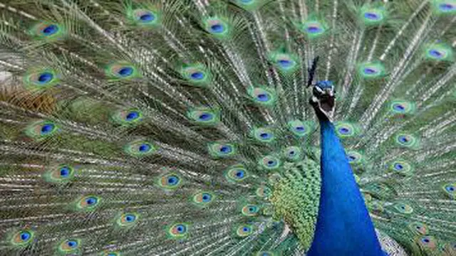 Ribuan Burung Merak Liar Hidup Bebas di California