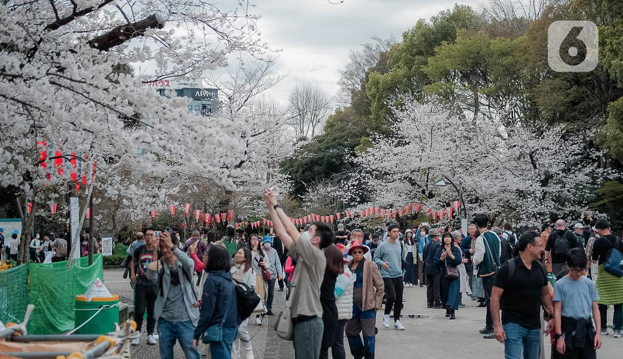 Para pengunjung menikmati sakura mekar di Taman Ueno, Tokyo, Sabtu (25/3/2023). Memasuki musim semi di Jepang, warga hingga turis mancanegara berbondong-bondong menikmati keindahan dari bunga sakura yang mekar. (Liputan6.com/Faizal Fanani)
