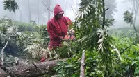 Petugas memotong pohon tumbang di kawasan kebun teh di kawasan Puncak Bogor. (Liputan6.com/Achmad Sudarno)