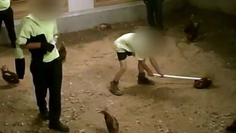 Video ini menunjukkan seorang pekerja menyodok seekor ayam betina dengan sebuah tongkat. (Supplied: Animal Liberation NSW)