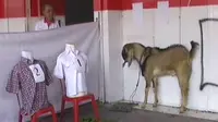 Jack, Si Kambing Peramal Pemenang Capres