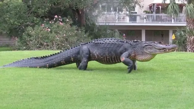 Aligator Raksasa Buat Panik Pengunjung Lapangan Golf