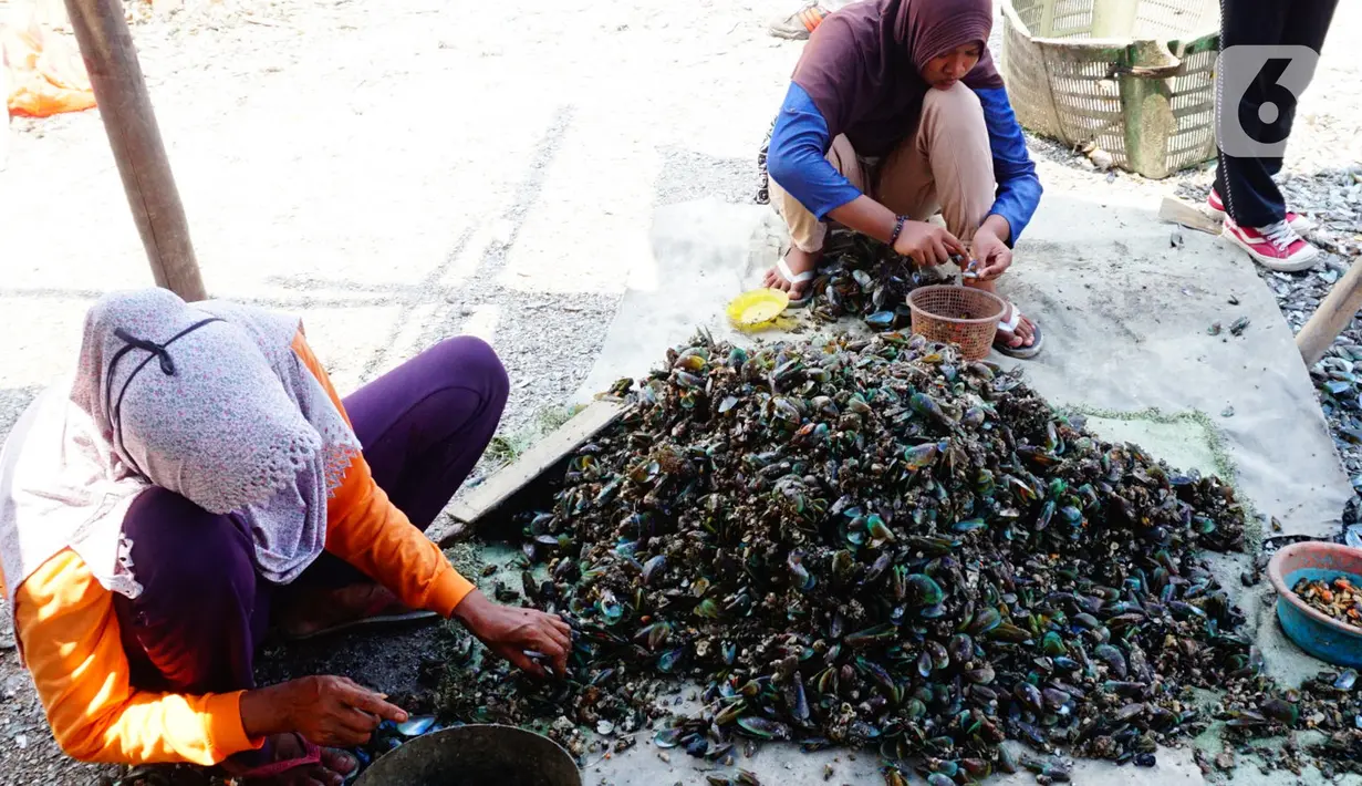 Pekerja mengupas kerang hijau di Kawasan Dadap, Kecamatan Kosambi, Kabupaten Tangerang, Rabu (22/9/2021). Kerang hijua tersebut dijual dengan harga Rp 20 ribu per kilogramnya di wilayah Tangerang Raya.. (Liputan6.com/Angga Yuniar)