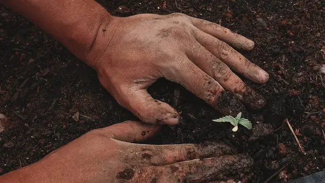Pemindahan Bibit ke Kebun: Waktu dan Cara Tepat agar Tanaman Tumbuh Optimal