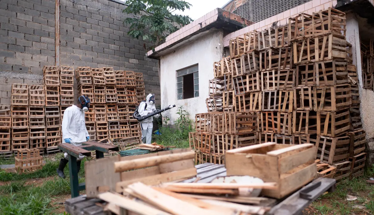 Brasil saat ini menghadapi peningkatan kasus demam berdarah yang cukup besar. (DOUGLAS MAGNO/AFP)