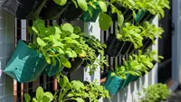 7 Ide Kebun Gantung Sawi-Sawian Hijau untuk Panen Segar, Mengubah Ruang Sempit Jadi Produktif
