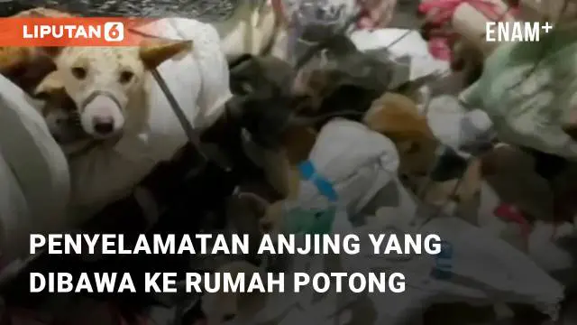 VIDEO: Viral Penyelamatan Ratusan Anjing yang Akan Dibawa ke Rumah Potong