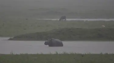 Seekor badak bercula satu melintasi genangan air saat hujan deras di suaka margasatwa Pobitora, sekitar 60 kilometer di timur Gauhati, India, (23/5). Tempat ini memiliki populasi padat badak bercula satu di dunia. (AP Photo/Anupam Nath)