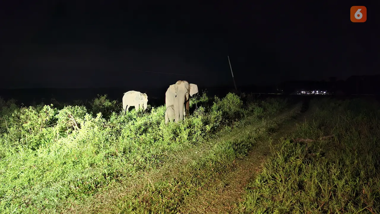 Aktifitas Gajah Sumatera di malam hari yang bisa dinikmati saat safari malam di TNWK. Foto : (Liputan6.com/Ardi).